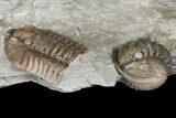 Enrolled Flexicalymene Trilobite With Partial - Mt Orab, Ohio #161714-2